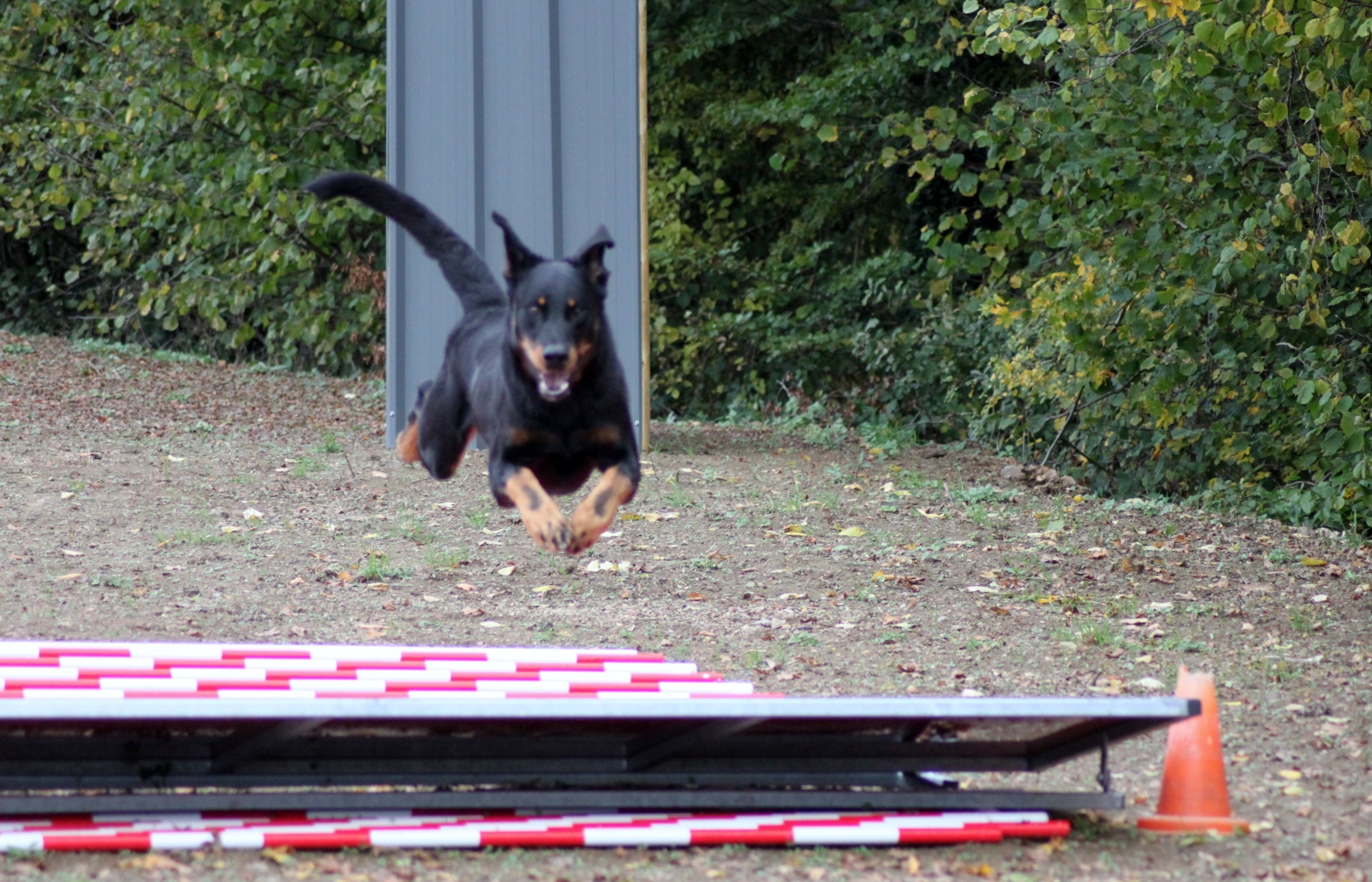 Des Quatre Griffes Noires